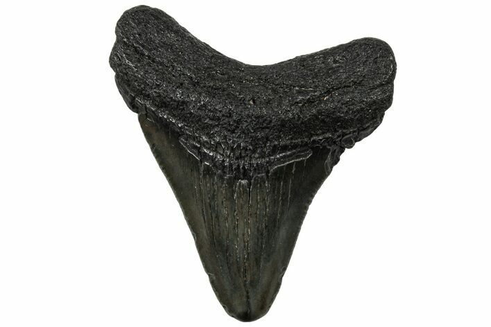 Juvenile Megalodon Tooth - South Carolina #310498